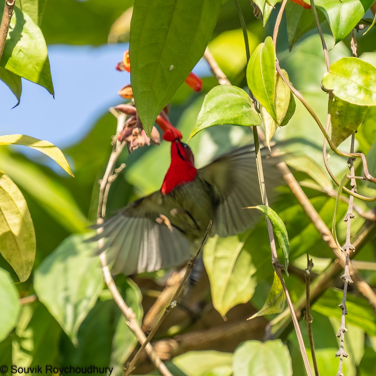 Crimson Sunbird - ML401872641