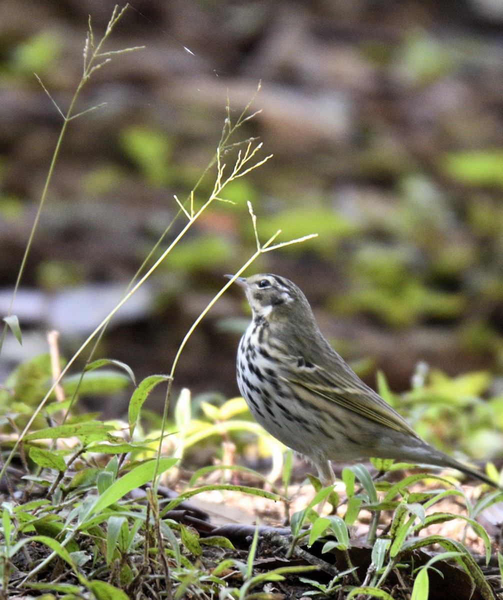 Olive-backed Pipit - ML401872711
