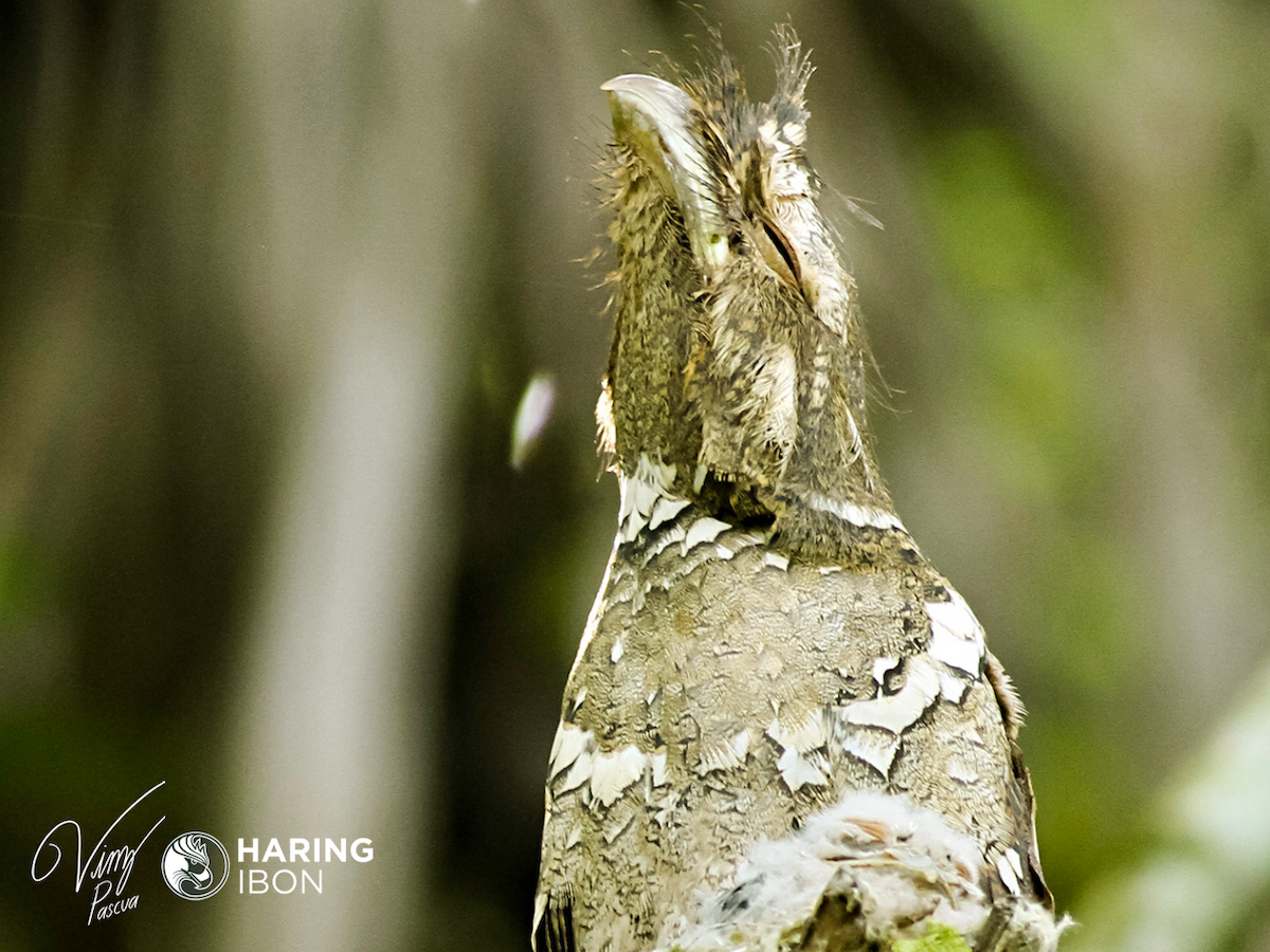 Philippine Frogmouth - ML401872901