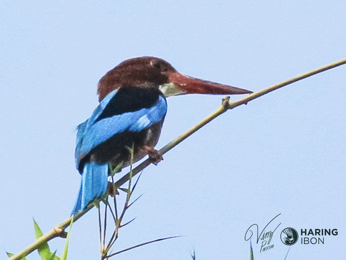 Brown-breasted Kingfisher - ML401872921