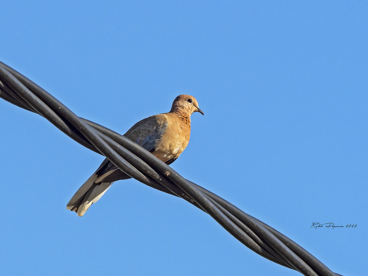 Laughing Dove - ML401872971