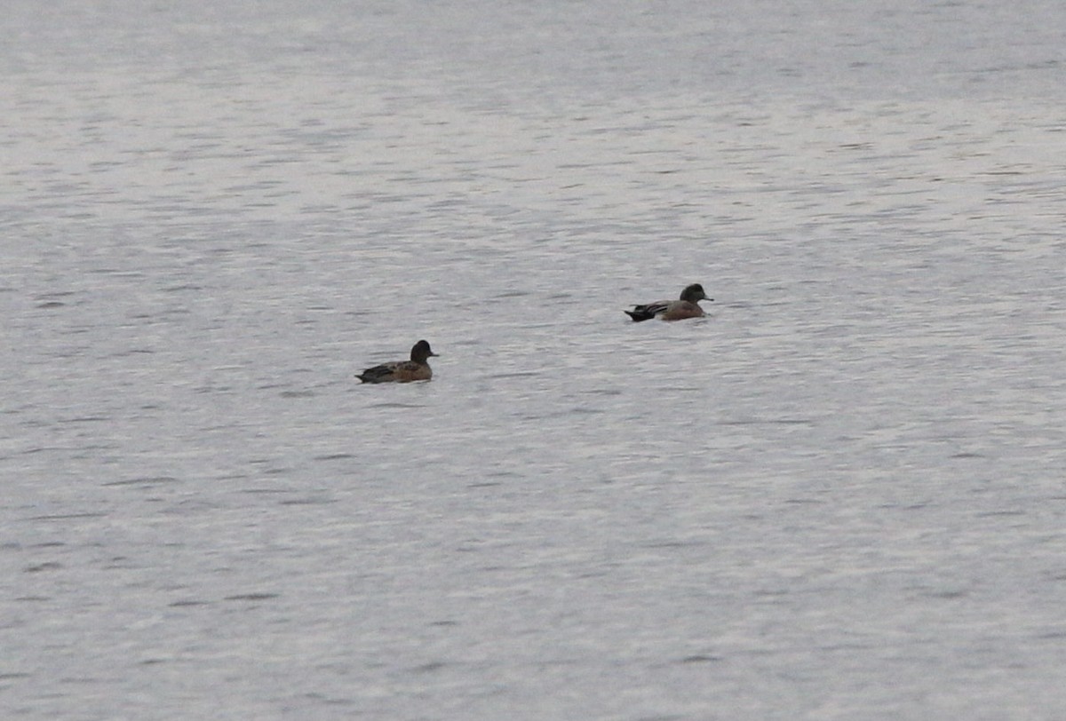 American Wigeon - Matthew Fischer