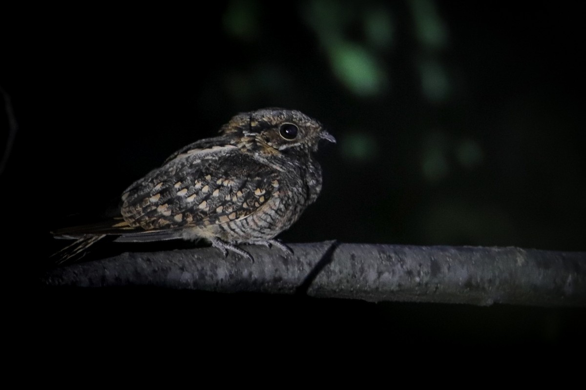 Little Nightjar - ML401873791