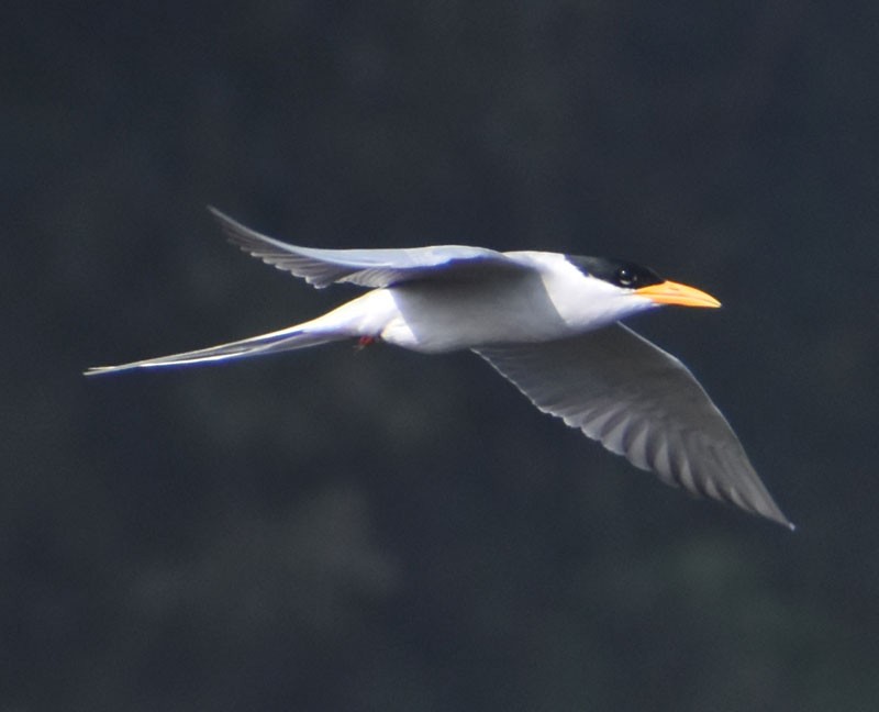 River Tern - ML401874671