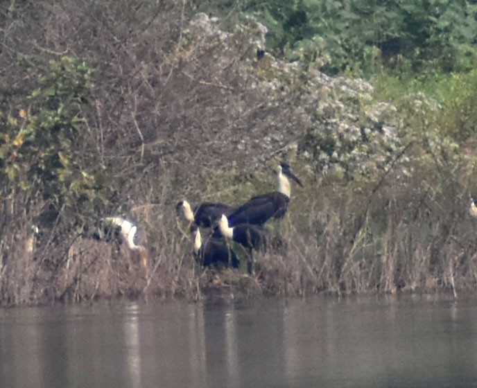 Asian Woolly-necked Stork - ML401874691