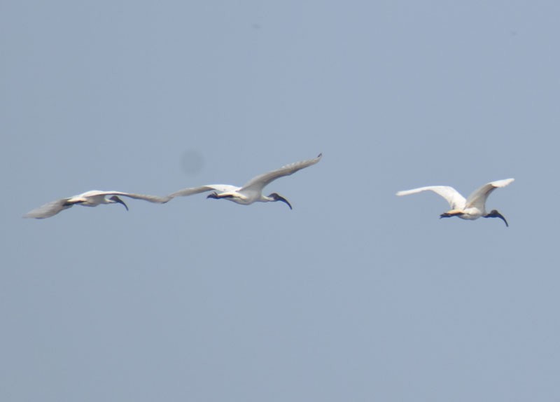 Black-headed Ibis - ML401874821