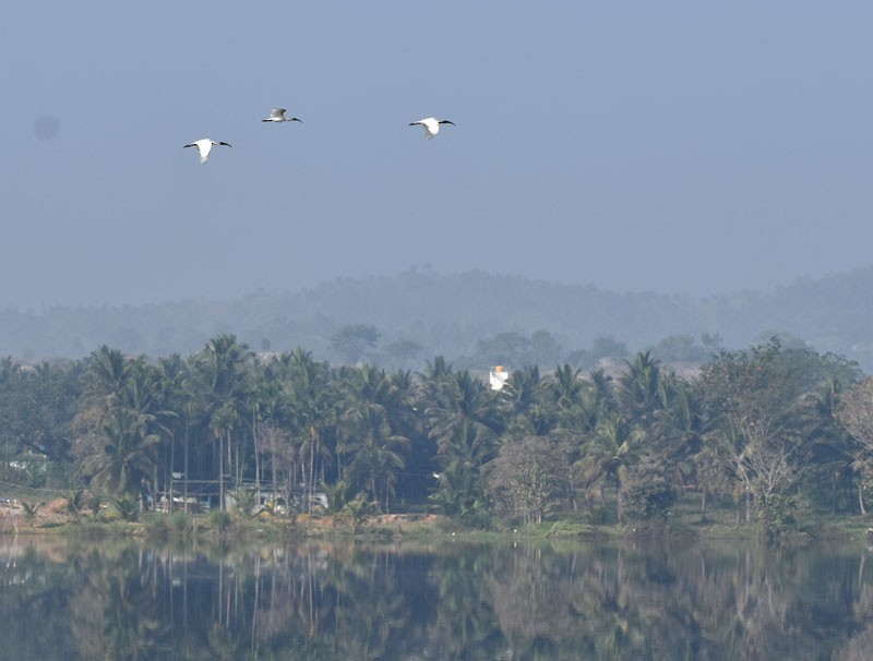Black-headed Ibis - ML401874841