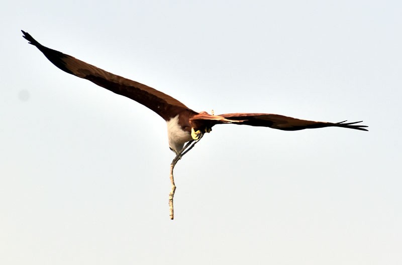 Brahminy Kite - ML401874911