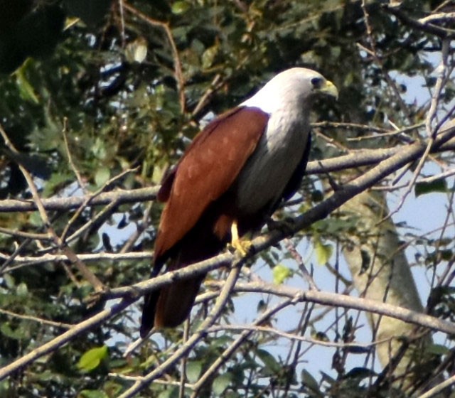 Brahminy Kite - ML401874921