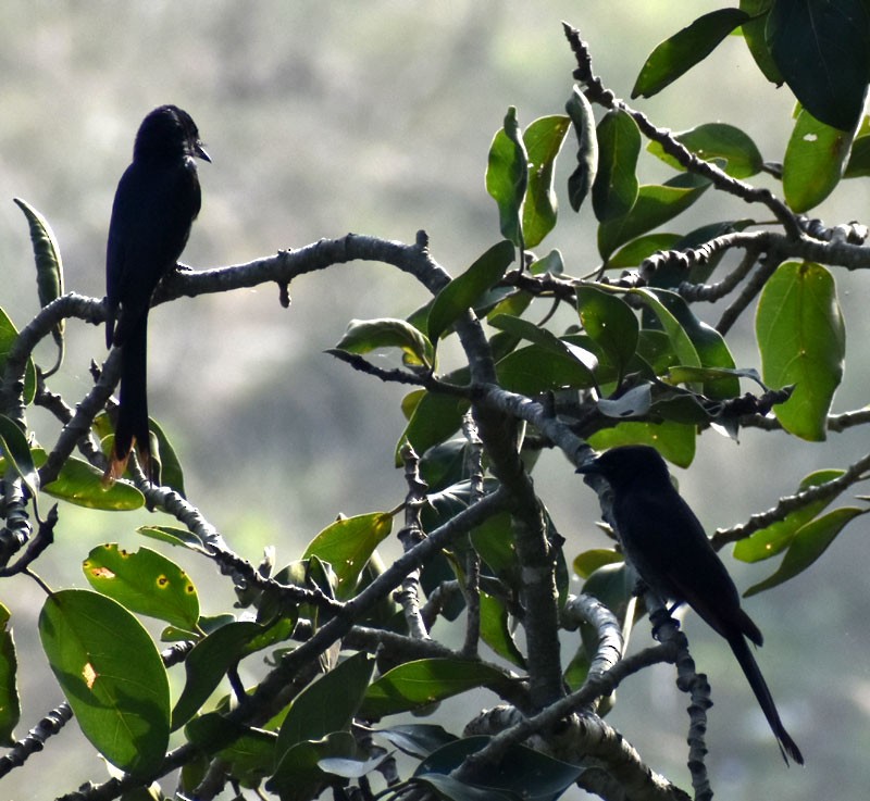 Black Drongo - ML401874991