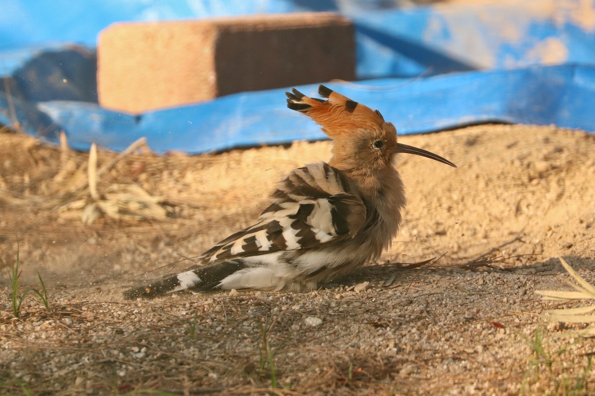 Common Hoopoe - ML401875151