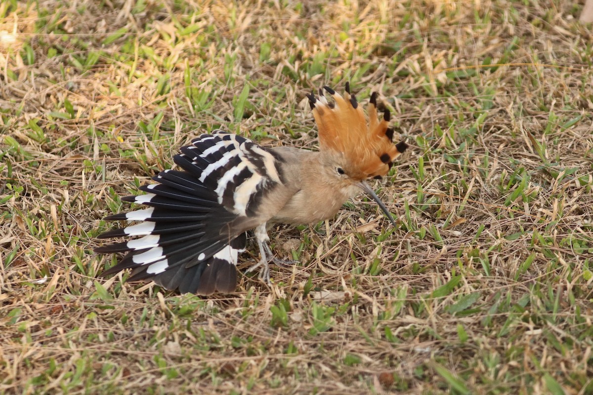 Common Hoopoe - ML401875161