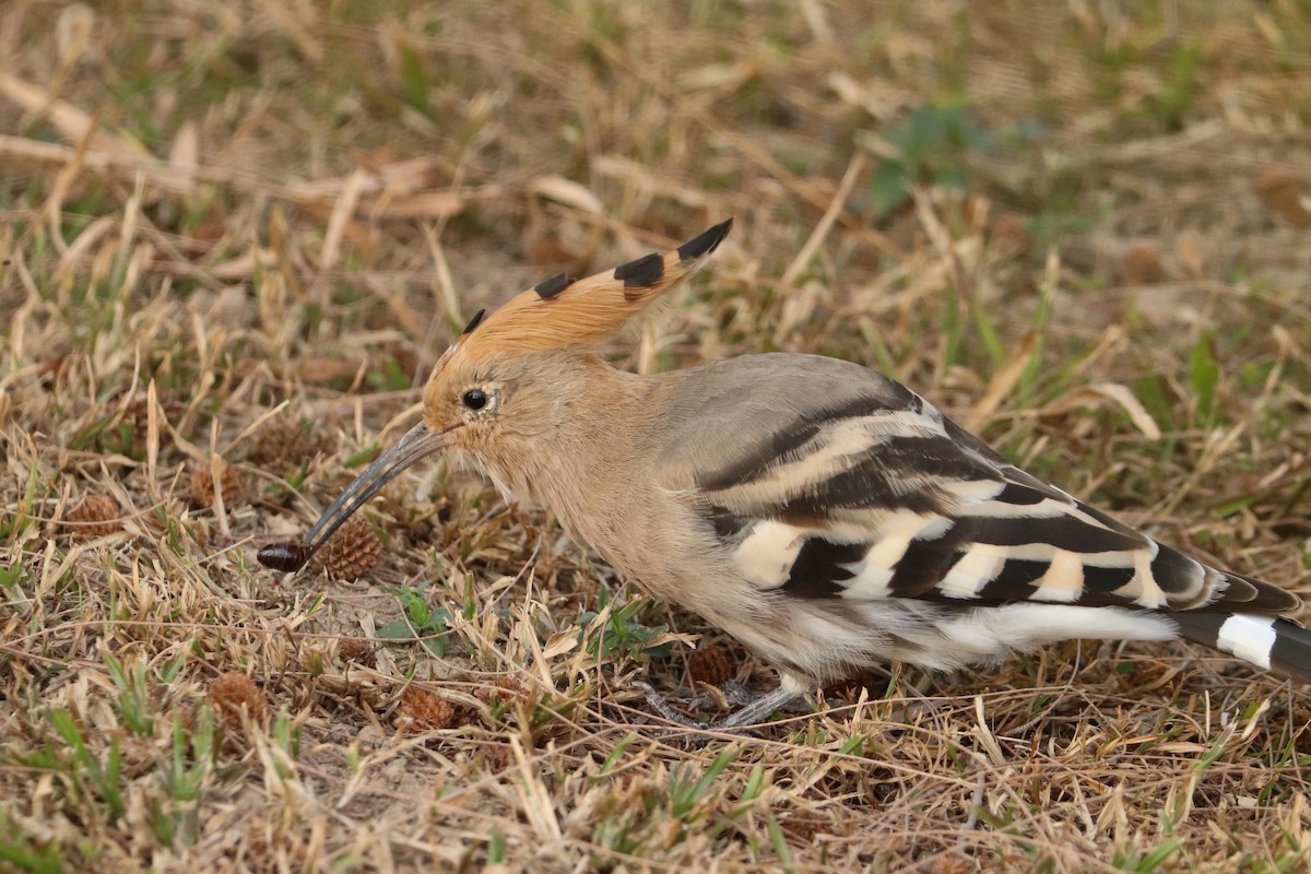 Common Hoopoe - ML401875181