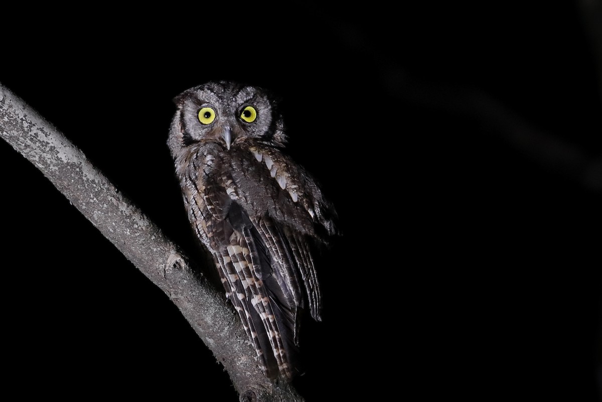 Tropical Screech-Owl - Rodrigo Díaz