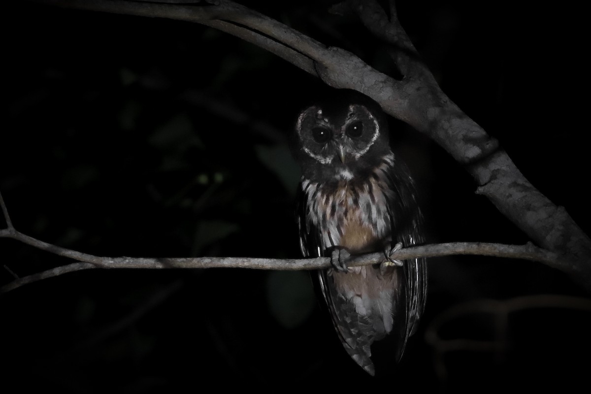 Mottled Owl - Rodrigo Díaz