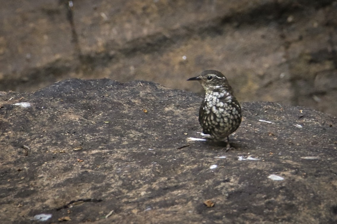 Sharp-tailed Streamcreeper - ML401878201