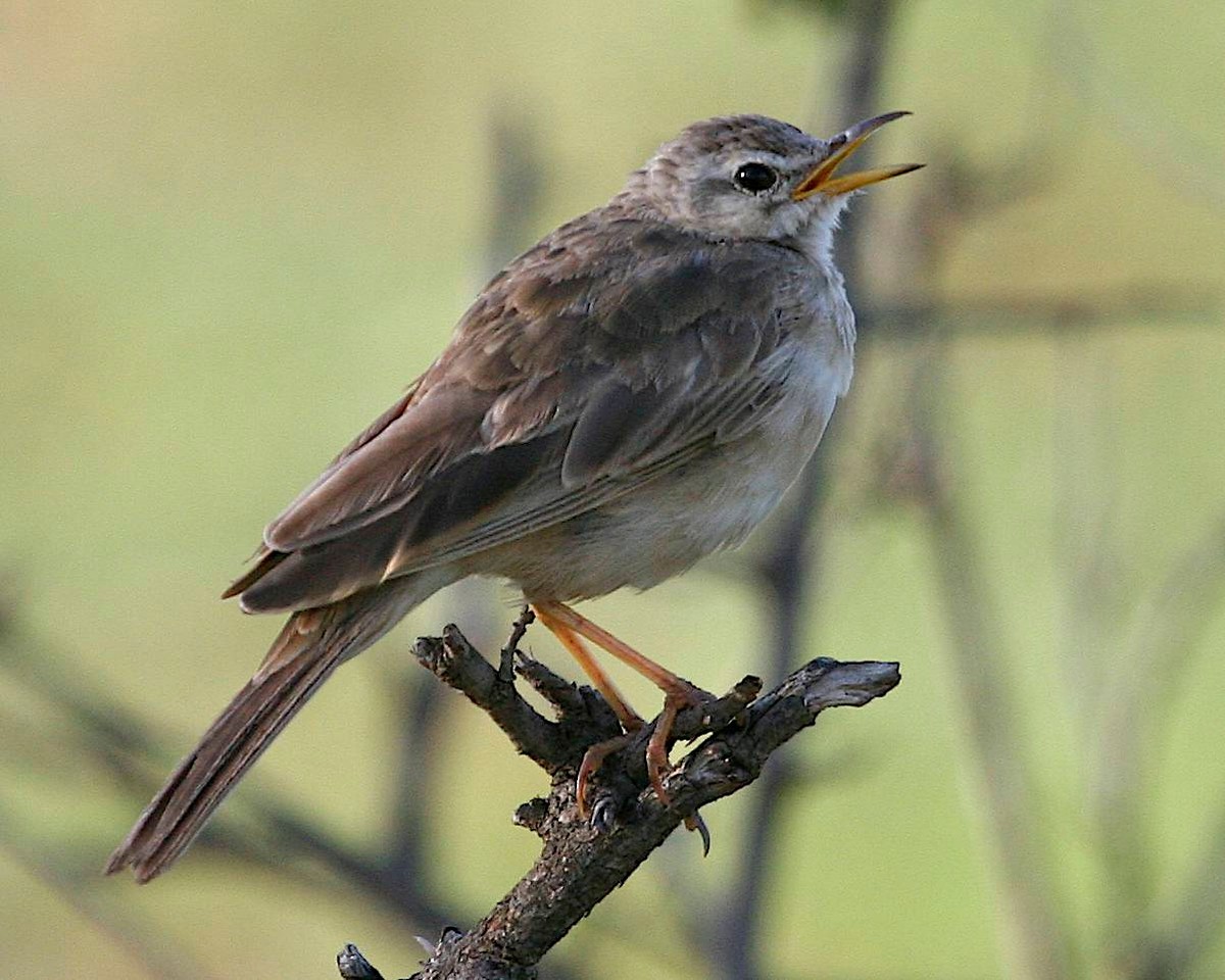 Long-billed Pipit (East African) - ML401879801