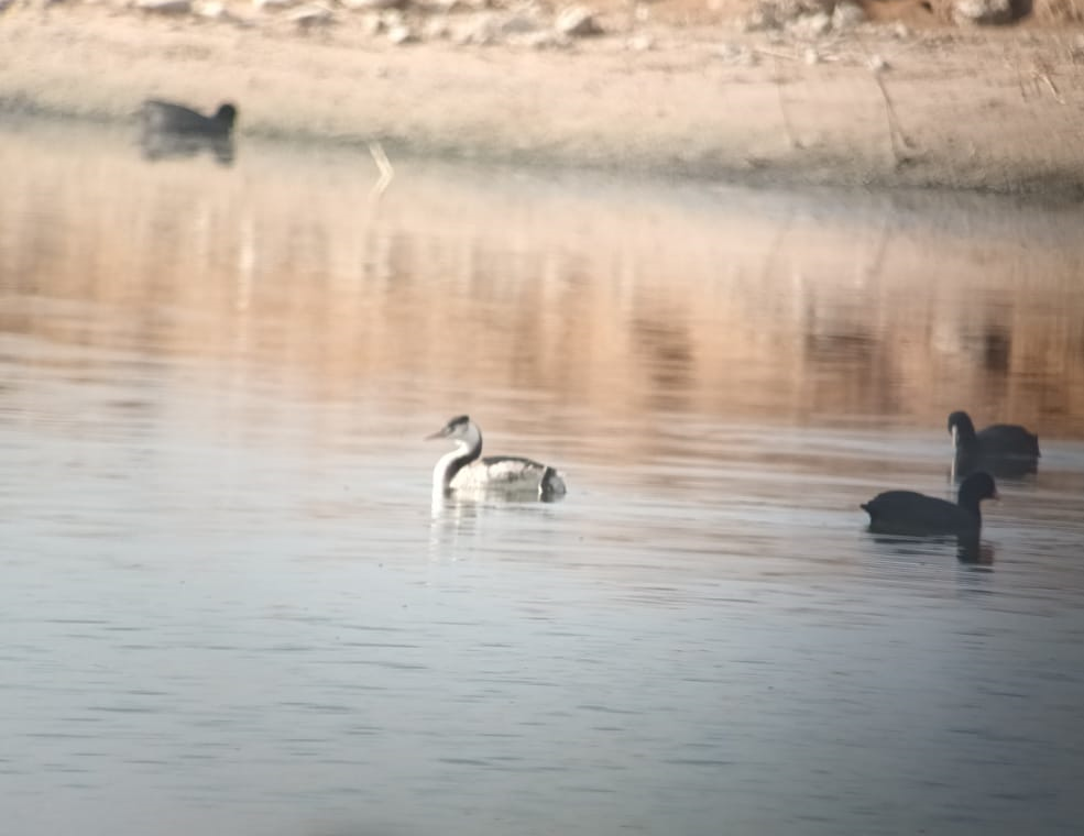 Great Crested Grebe - ML401881371