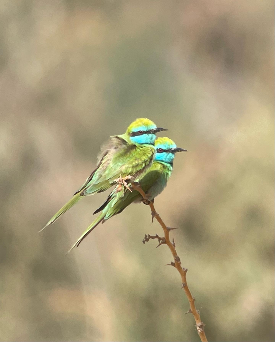 Arabian Green Bee-eater - Beck Redden