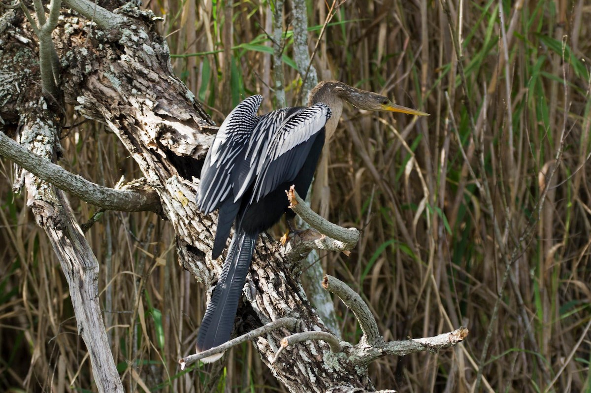 Anhinga Americana - ML401881961