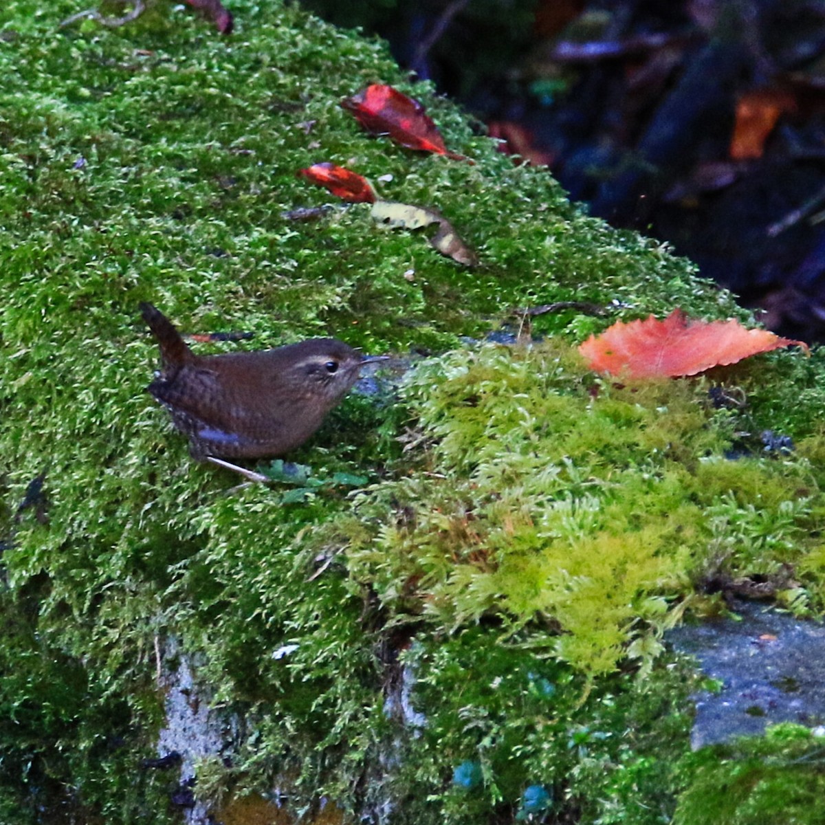 Eurasian Wren - ML401881981