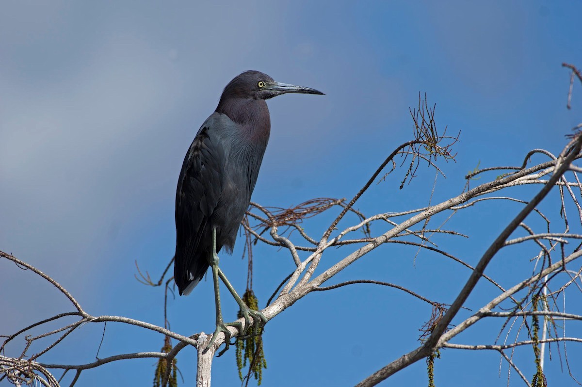 Little Blue Heron - ML401882021