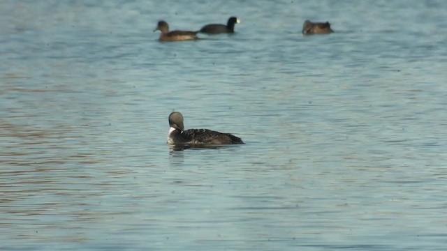 太平洋潛鳥 - ML401882271