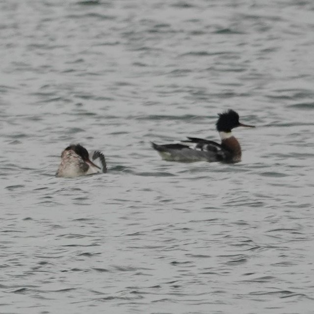 Red-breasted Merganser - ML401882391