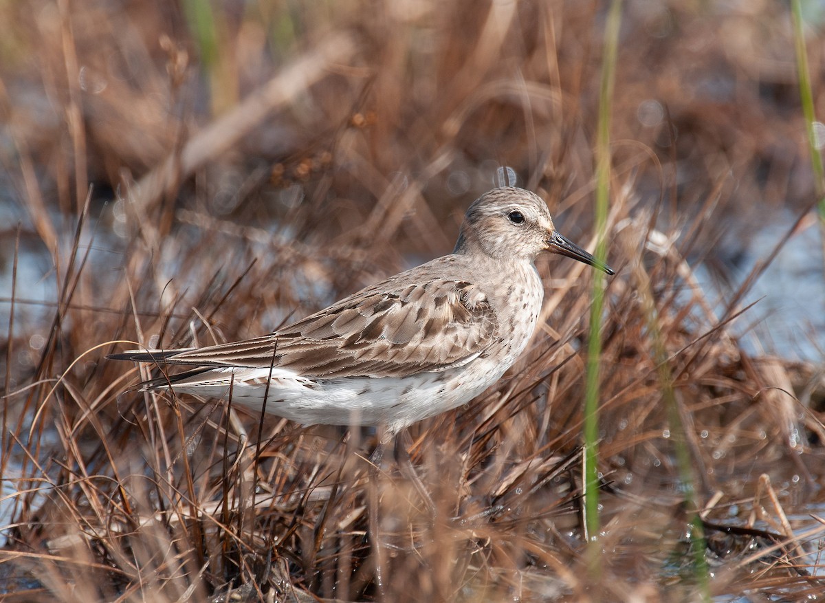 White-rumped Sandpiper - ML401884091