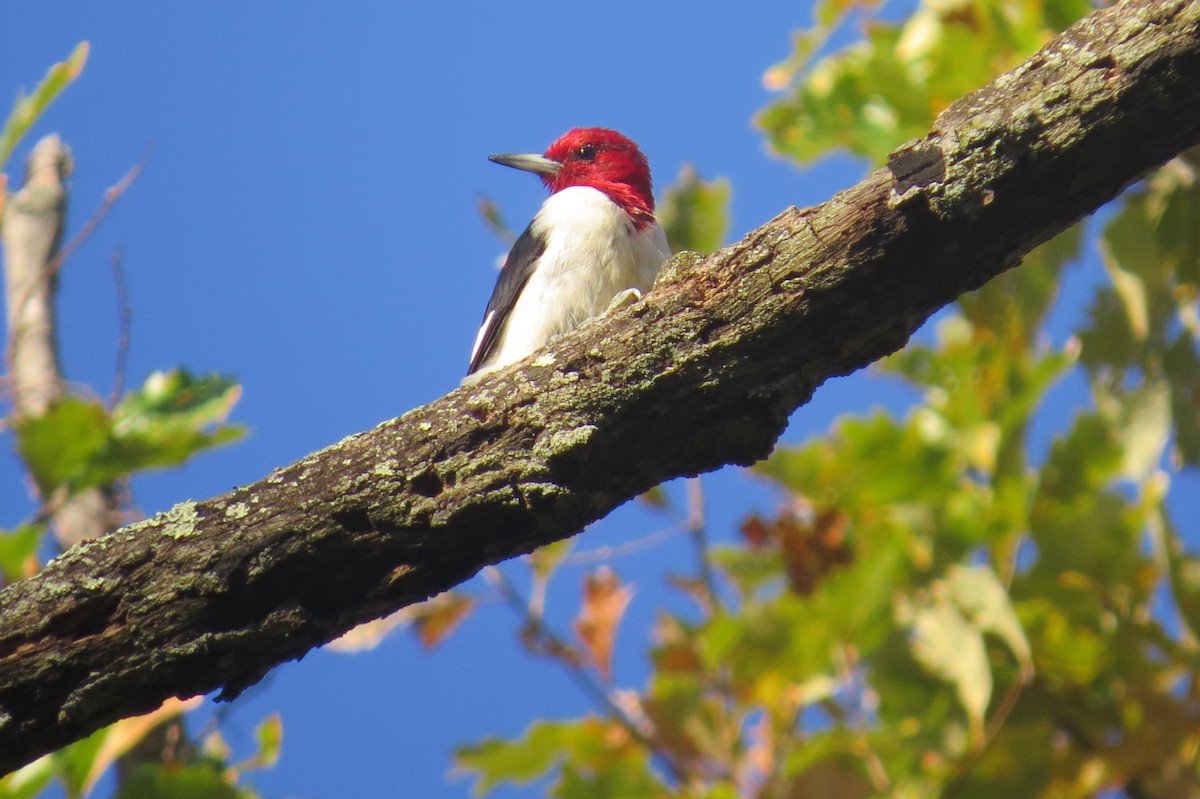 Red-headed Woodpecker - ML40188811