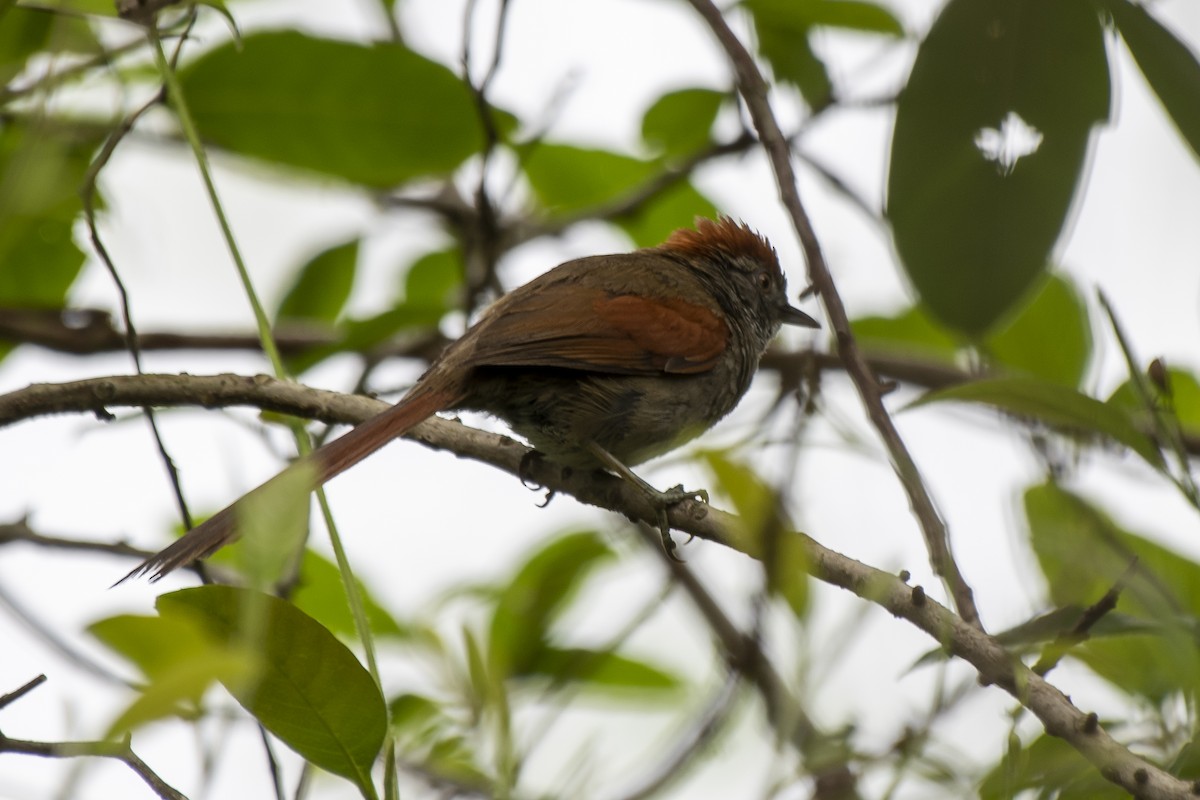 Sooty-fronted Spinetail - ML401891021