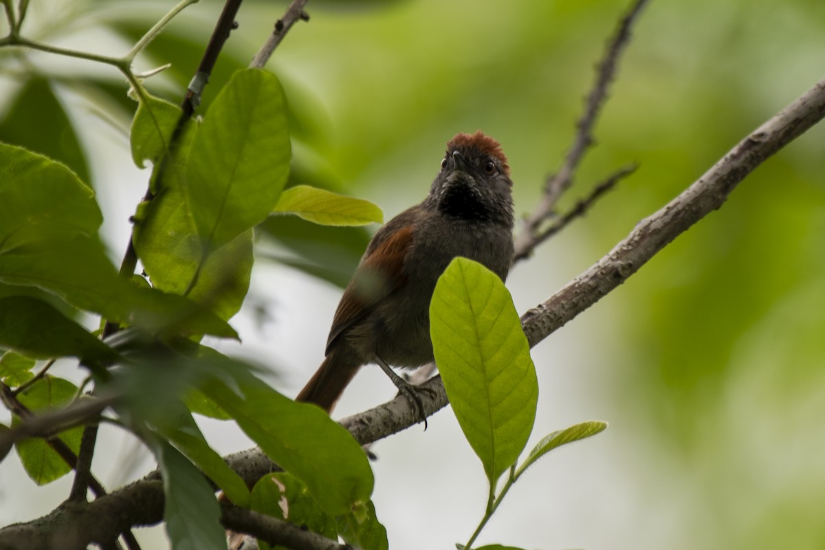 Sooty-fronted Spinetail - ML401891041
