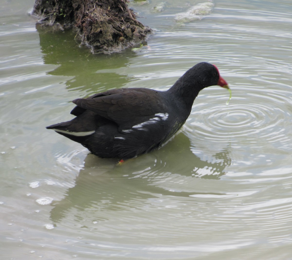 Gallinule poule-d'eau - ML401891731