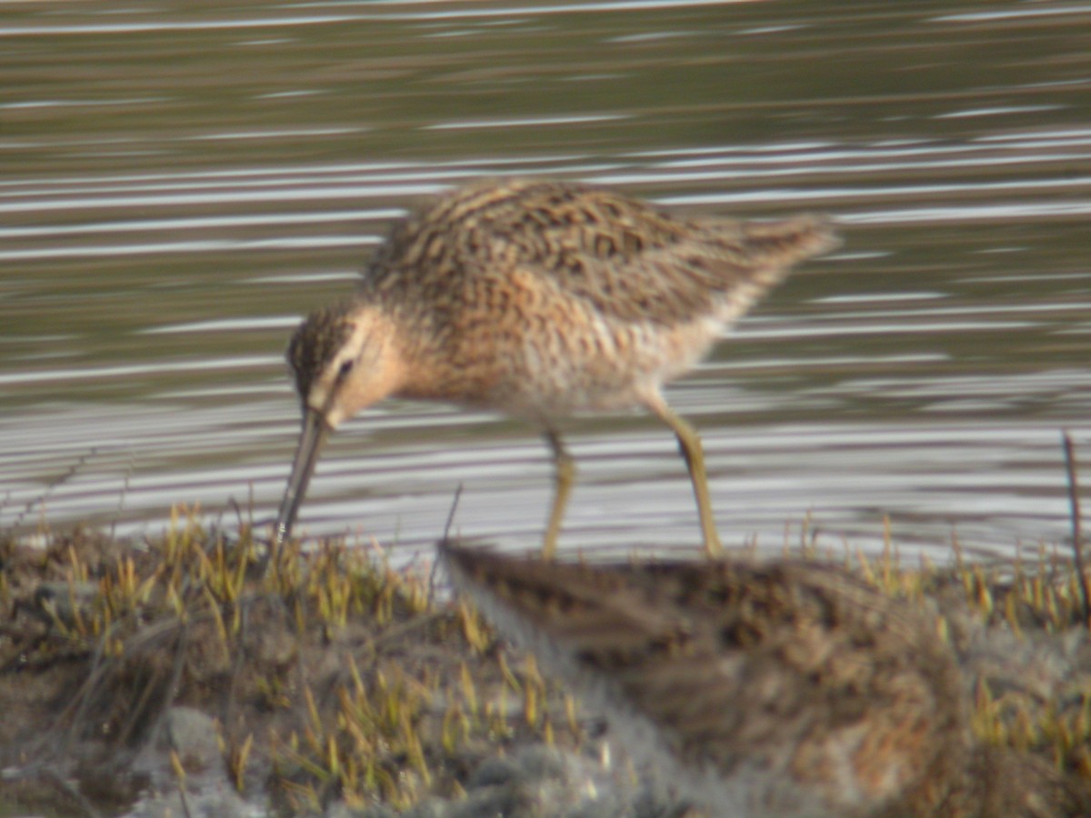 Short-billed Dowitcher - ML401893001