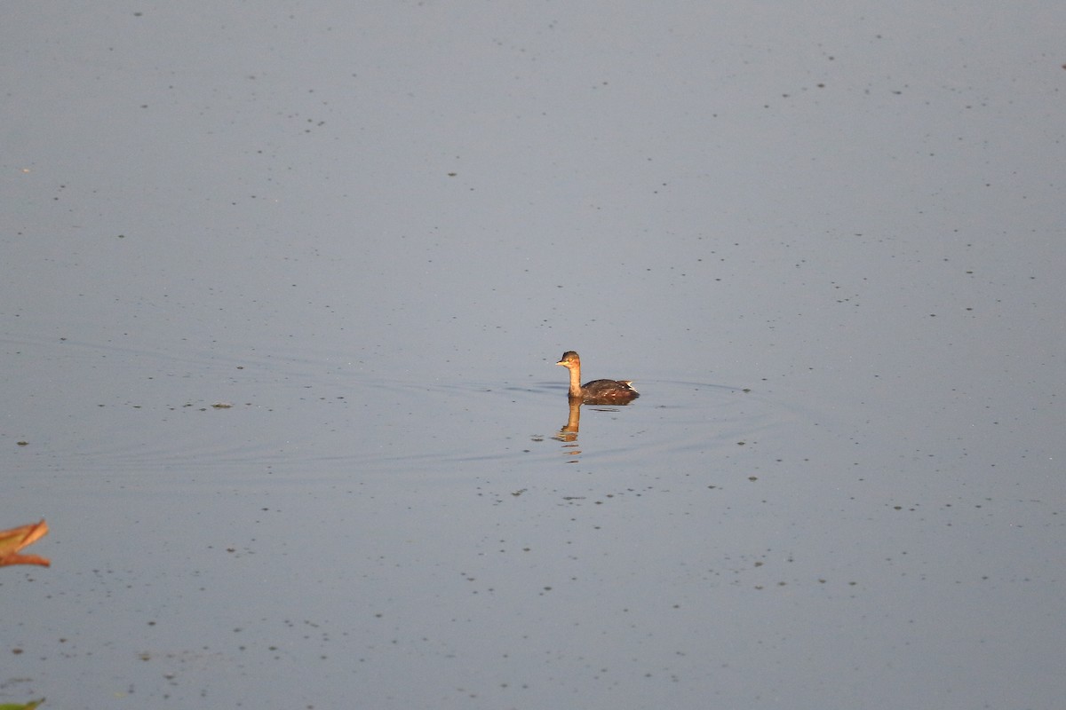 Little Grebe - ML401893011