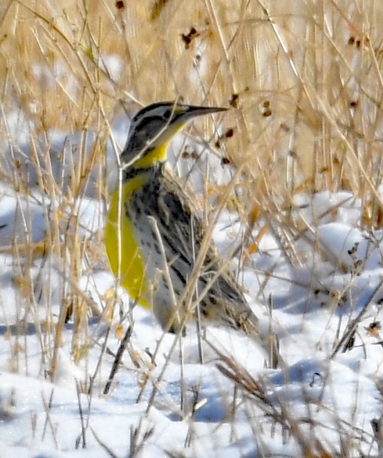 Western Meadowlark - ML401893401