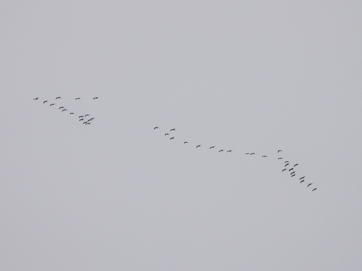 Sandhill Crane - ML401893541