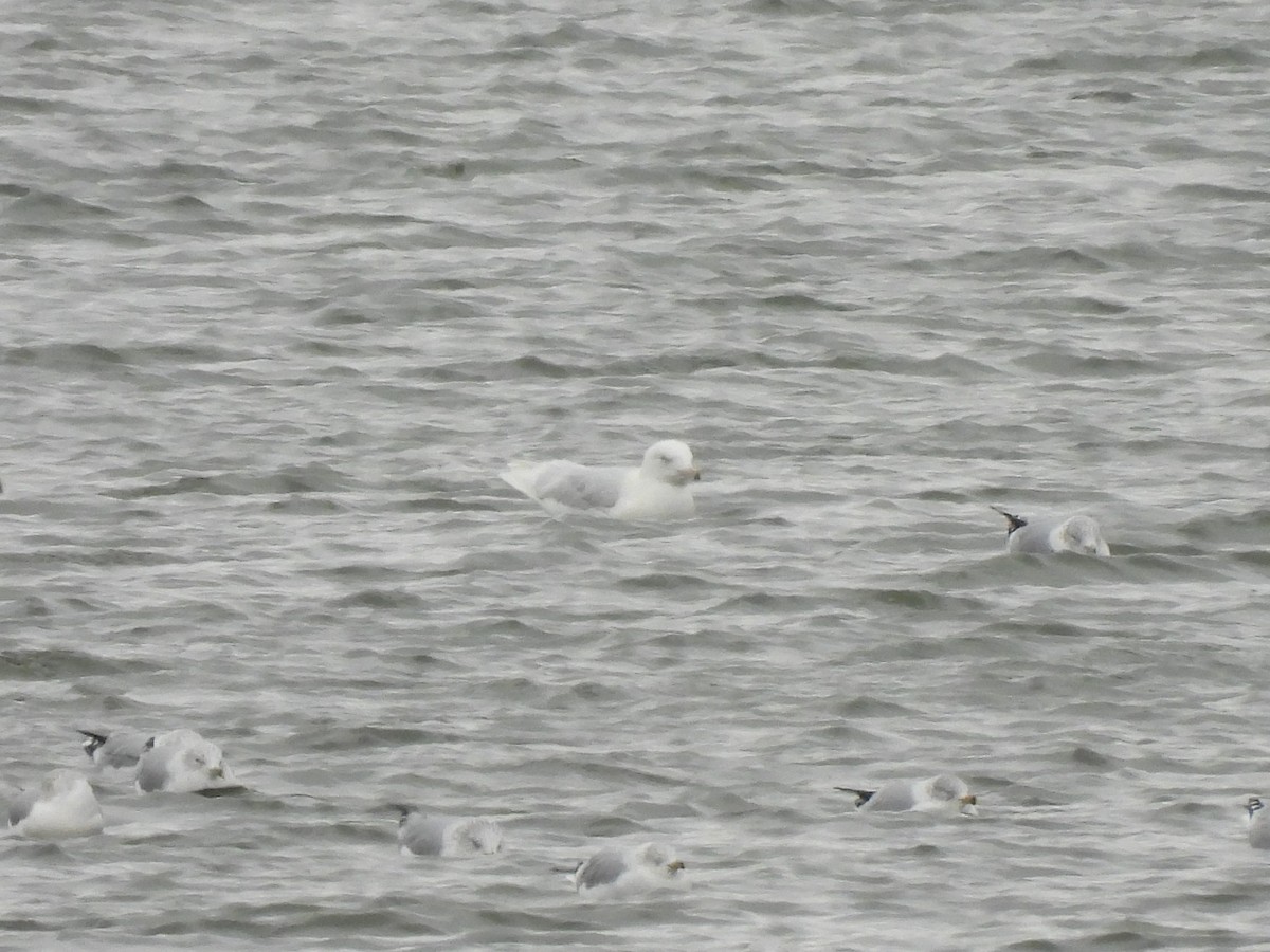 Glaucous Gull - Markus Legzdins