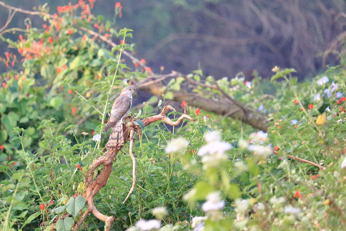 Common Hawk-Cuckoo - Shreyas Punacha