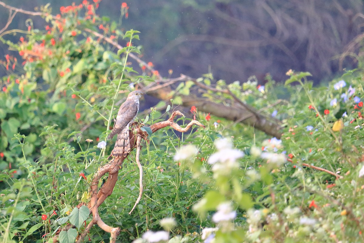 Common Hawk-Cuckoo - ML401894031