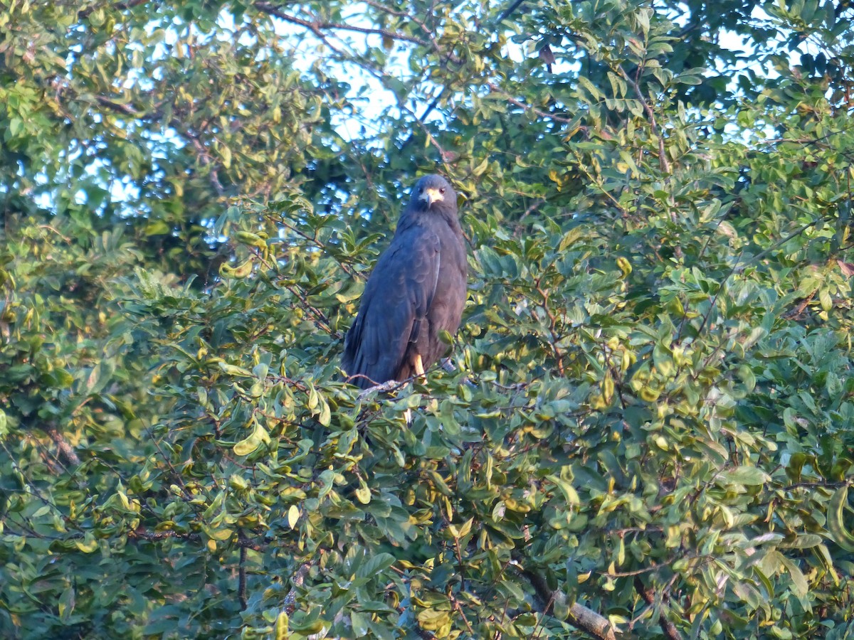 Krabbenbussard - ML401894241