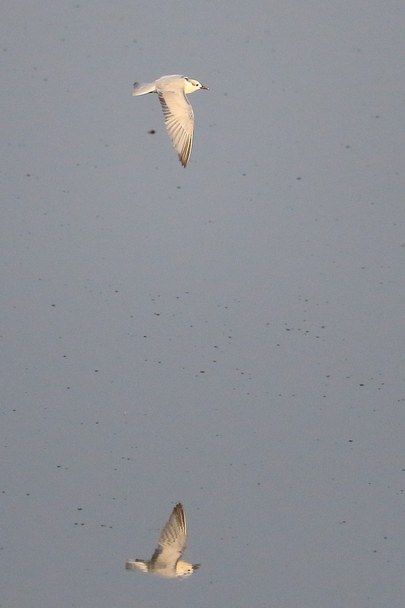 Whiskered Tern - ML401894631