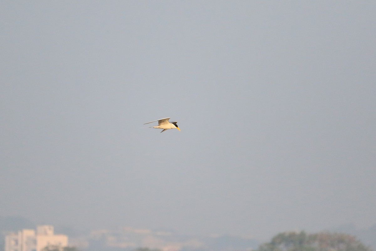 River Tern - Shreyas Punacha