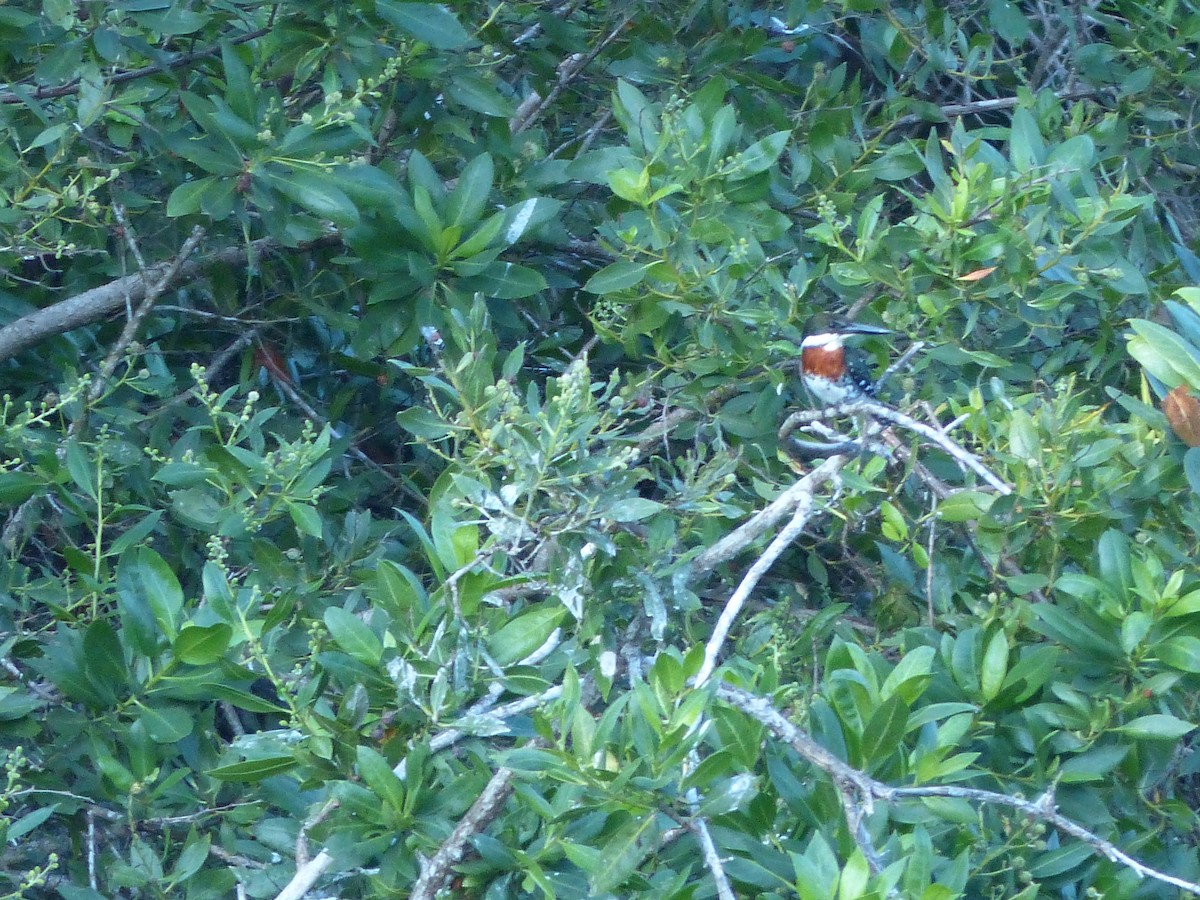 Green Kingfisher - ML401894951