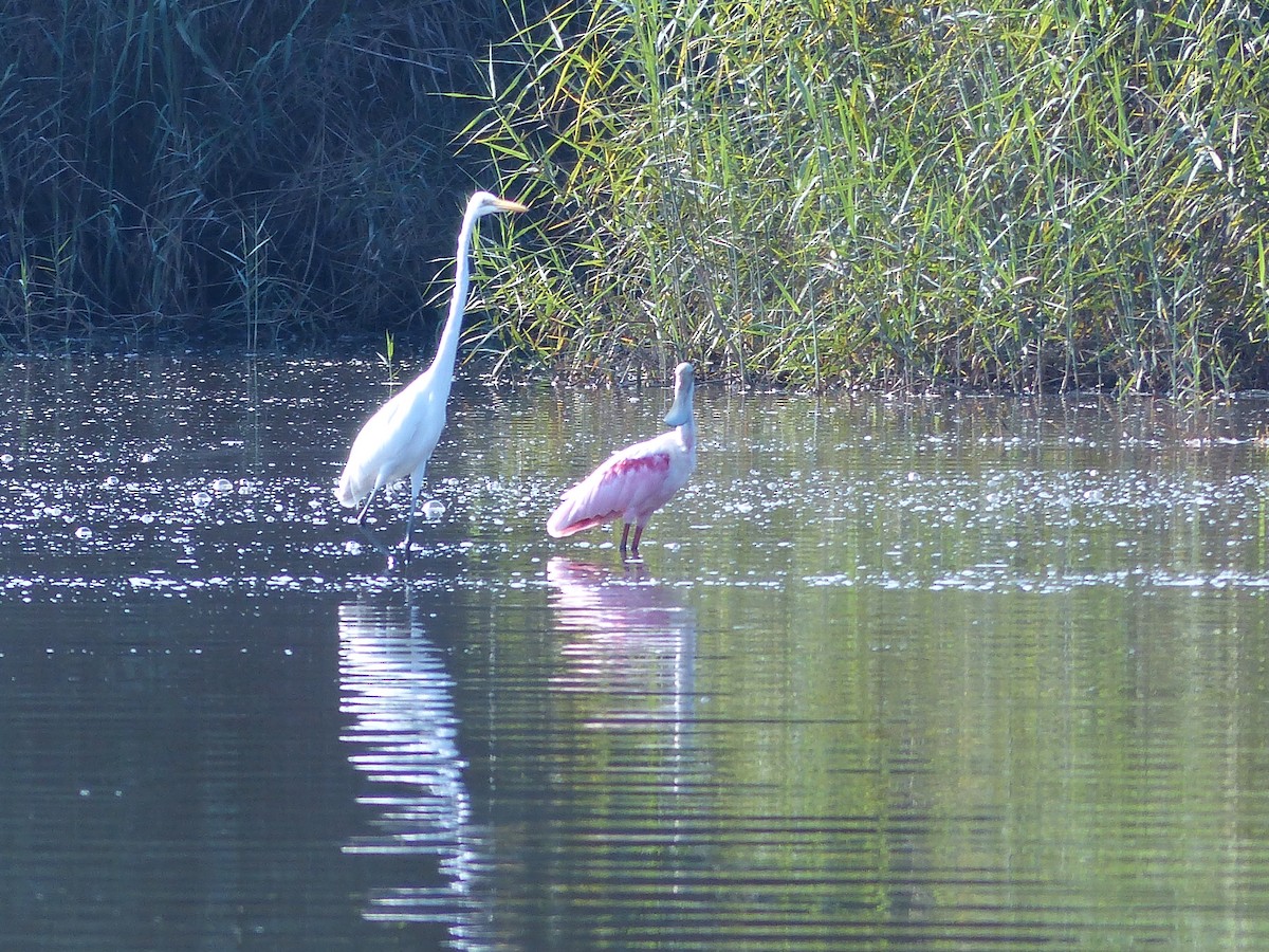 Roseate Spoonbill - ML401895291