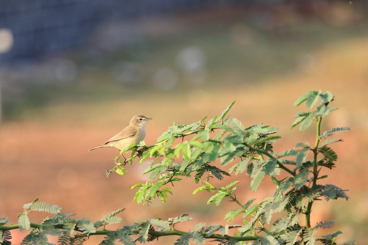 Booted Warbler - ML401895611