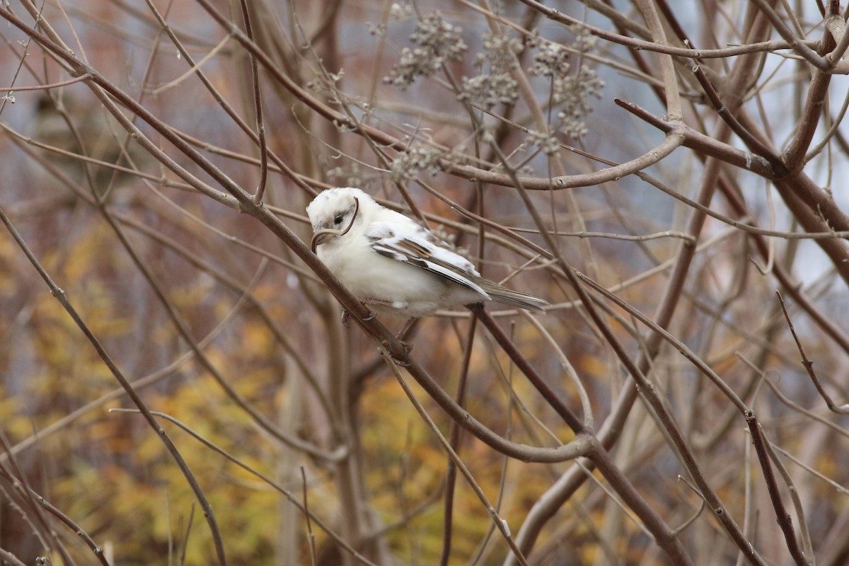 House Sparrow - ML401895781