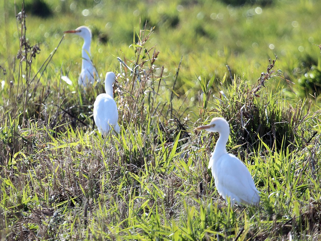 Египетская цапля (ibis) - ML40189641