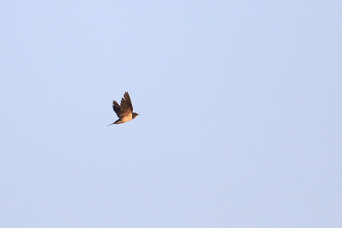 Barn Swallow - Shreyas Punacha