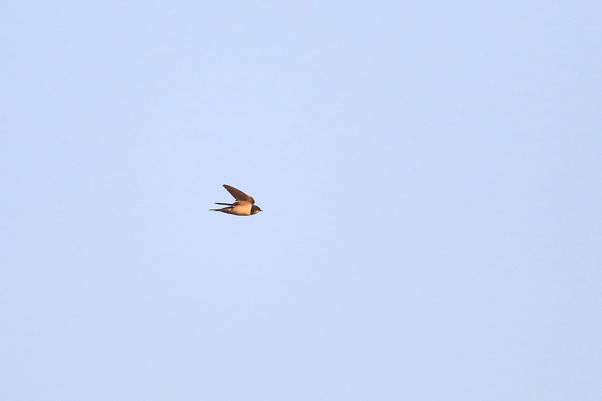 Barn Swallow - ML401897101